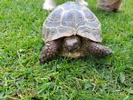 Rehomed...Horsfield : Female approx 9 years old (Sammy)